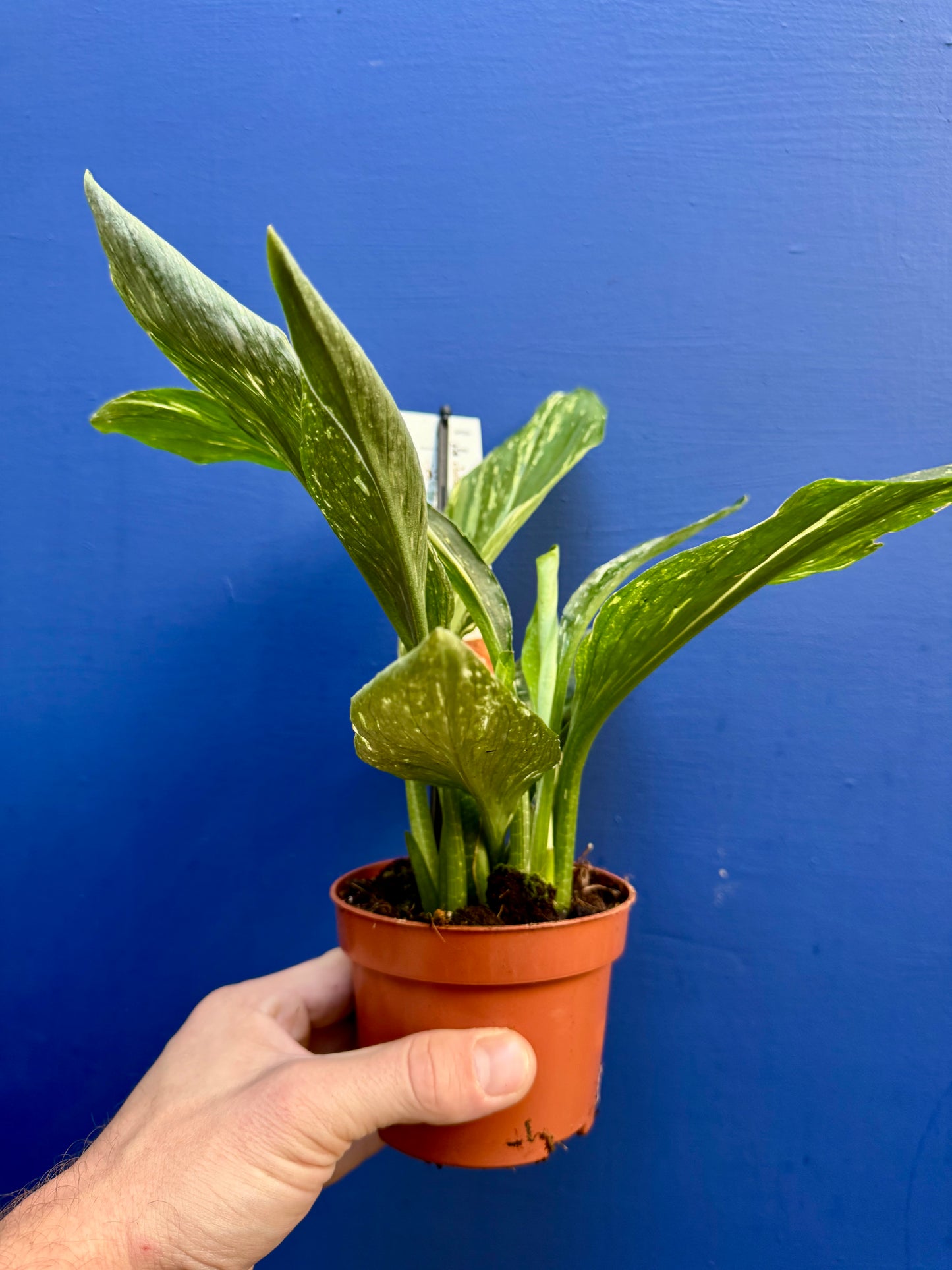 Kaempferia Pulchra 'Marble Variegata' - Marbled Peacock Ginger