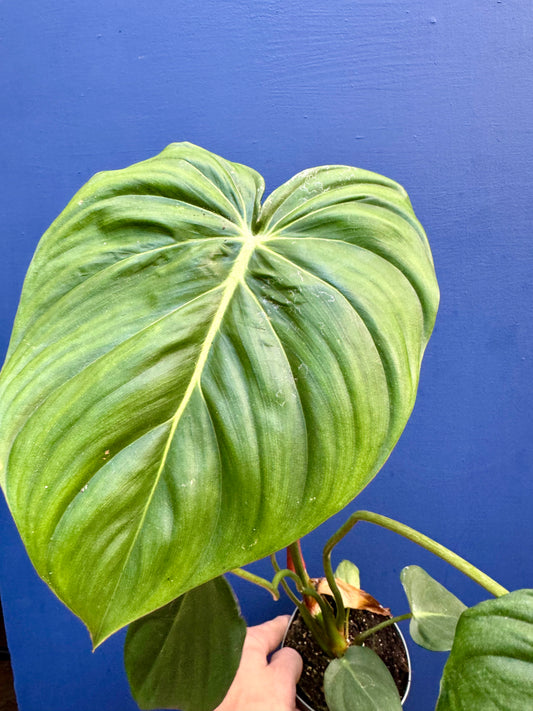 Philodendron 'Dean McDowell'