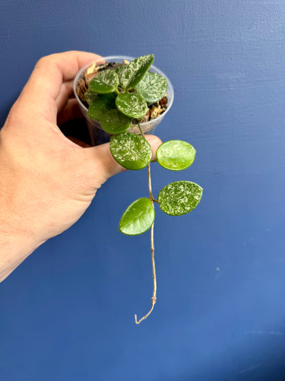 Wax Plant (Hoya mathilde splash)