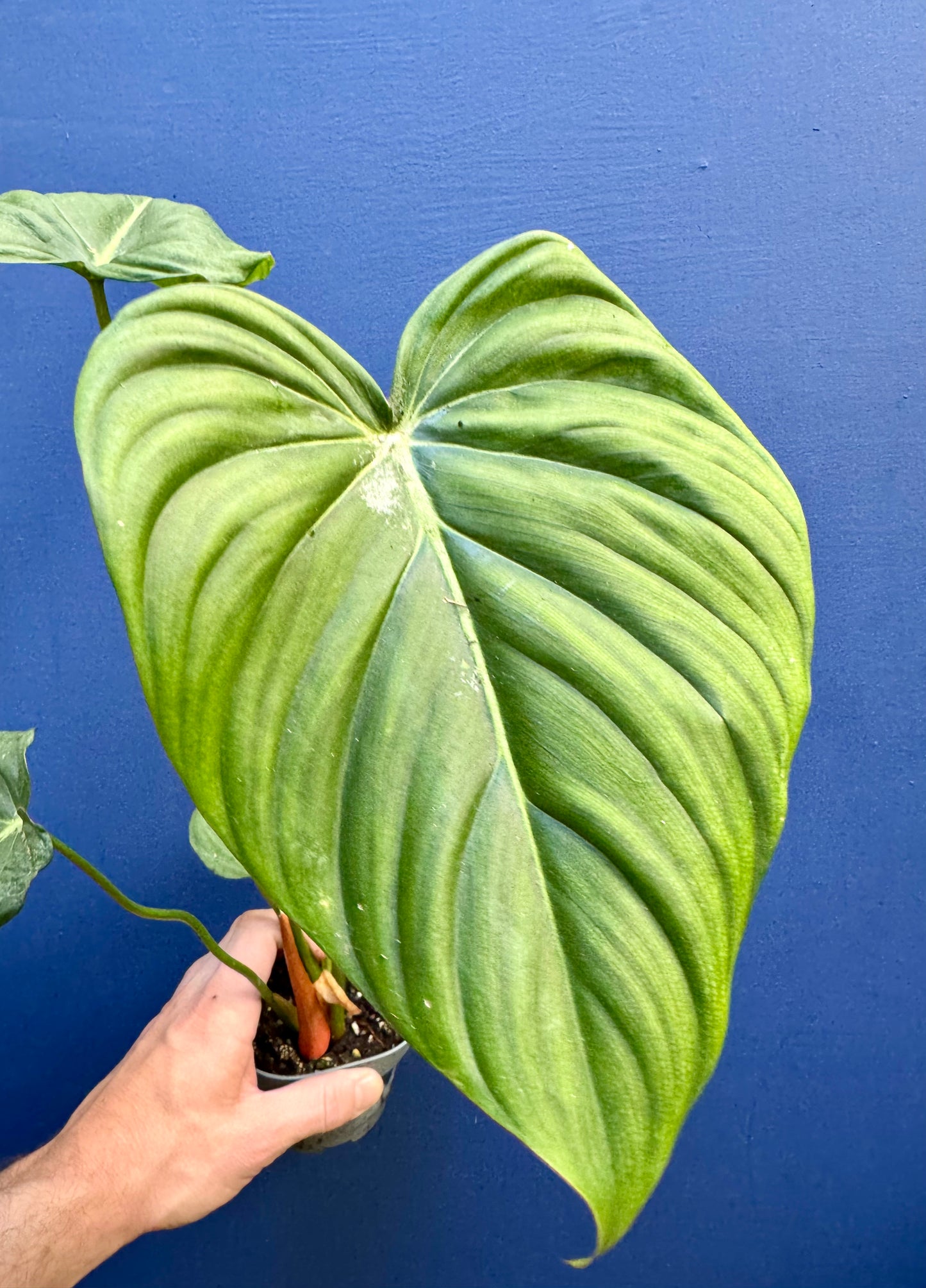 Philodendron 'Dean McDowell'