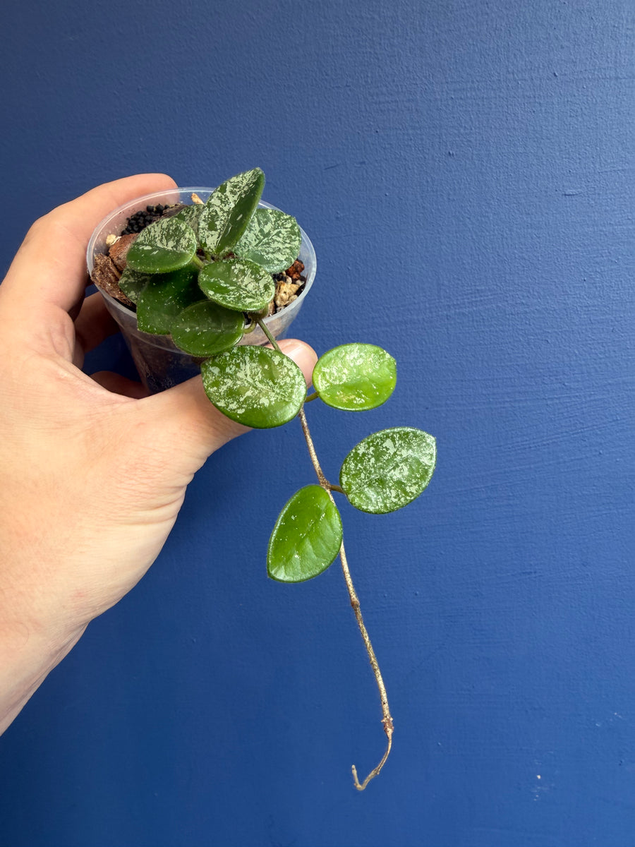 Wax Plant (Hoya mathilde splash)