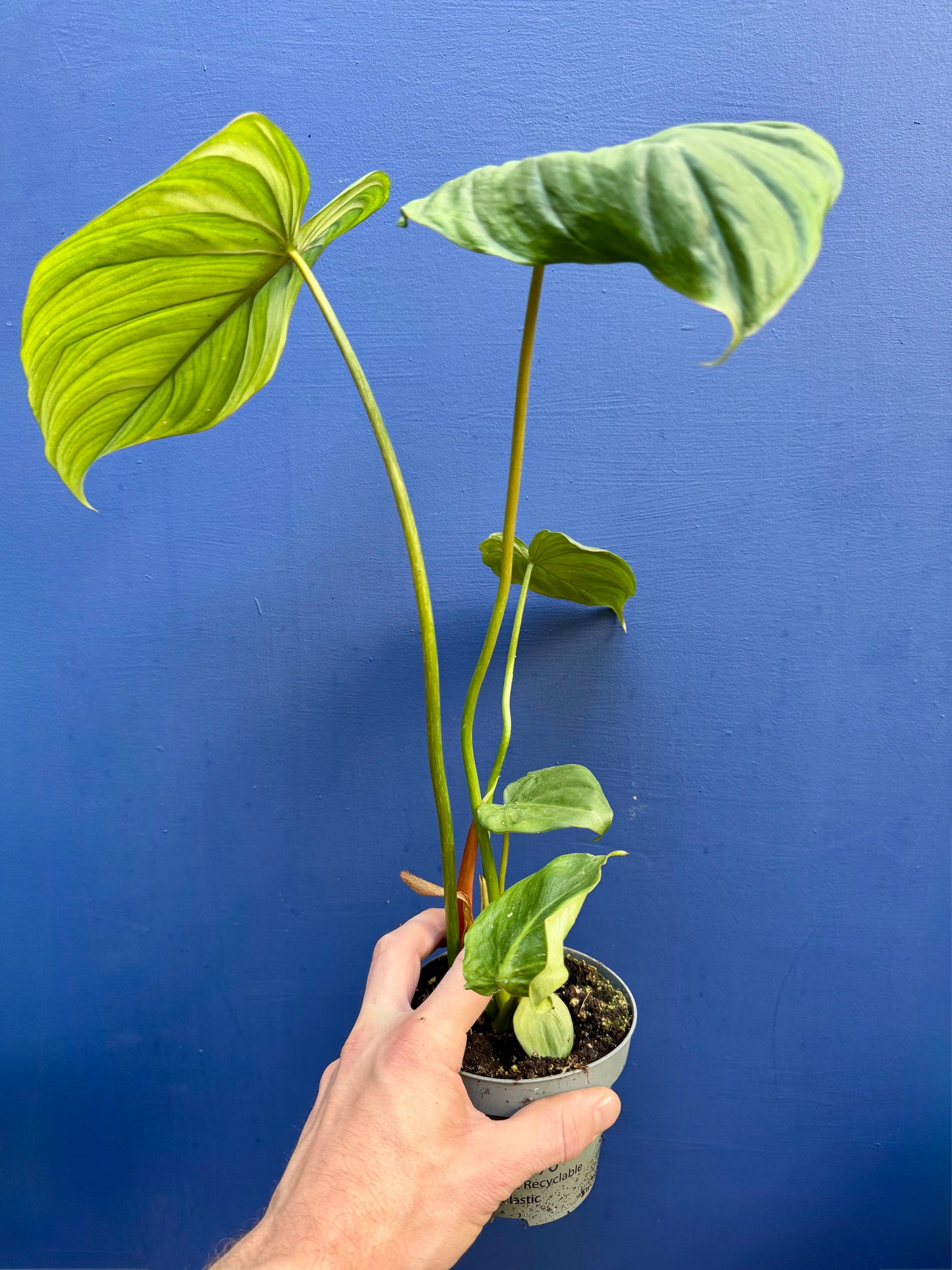 Philodendron 'Dean McDowell'