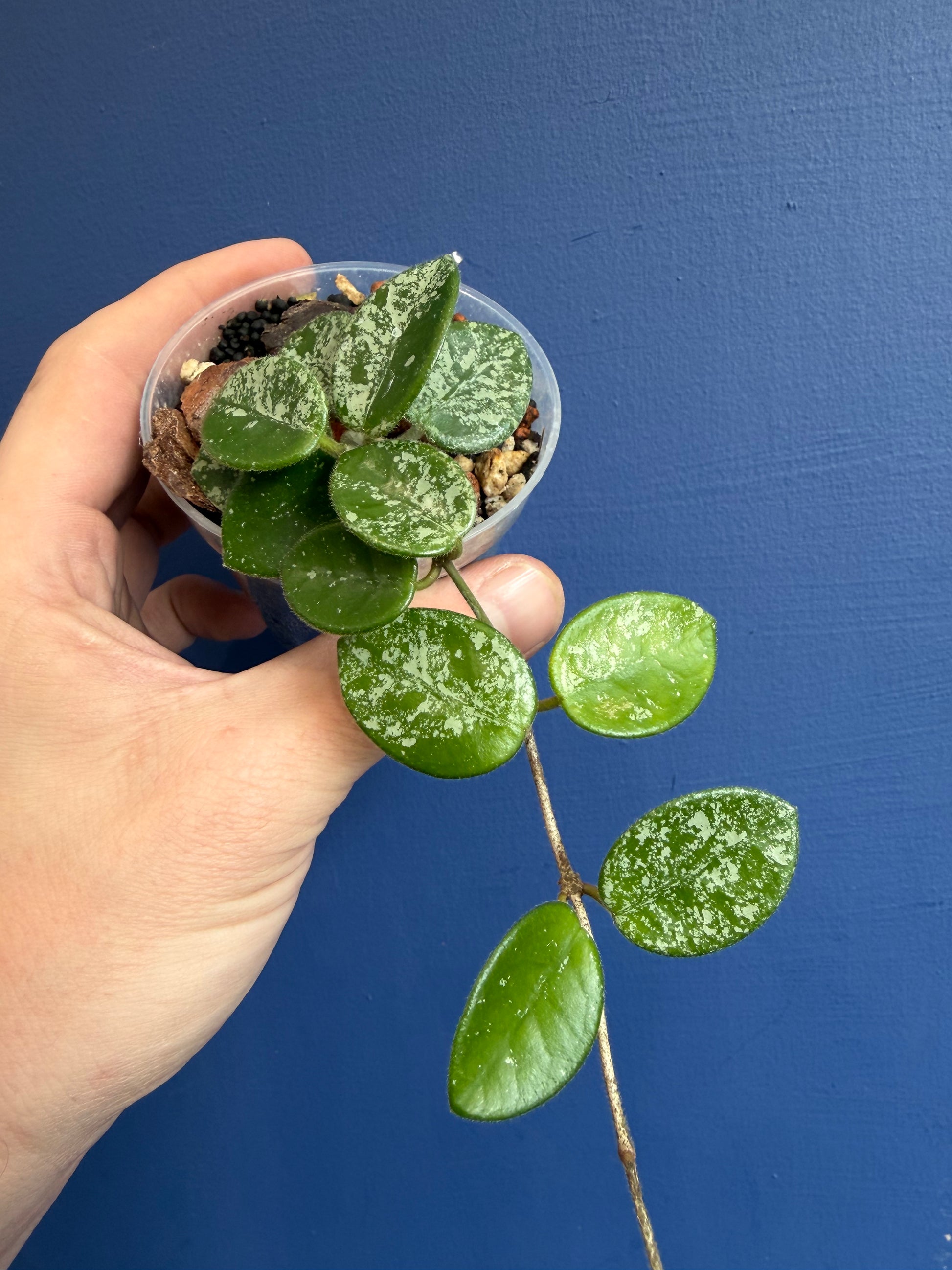 Wax Plant (Hoya mathilde splash)