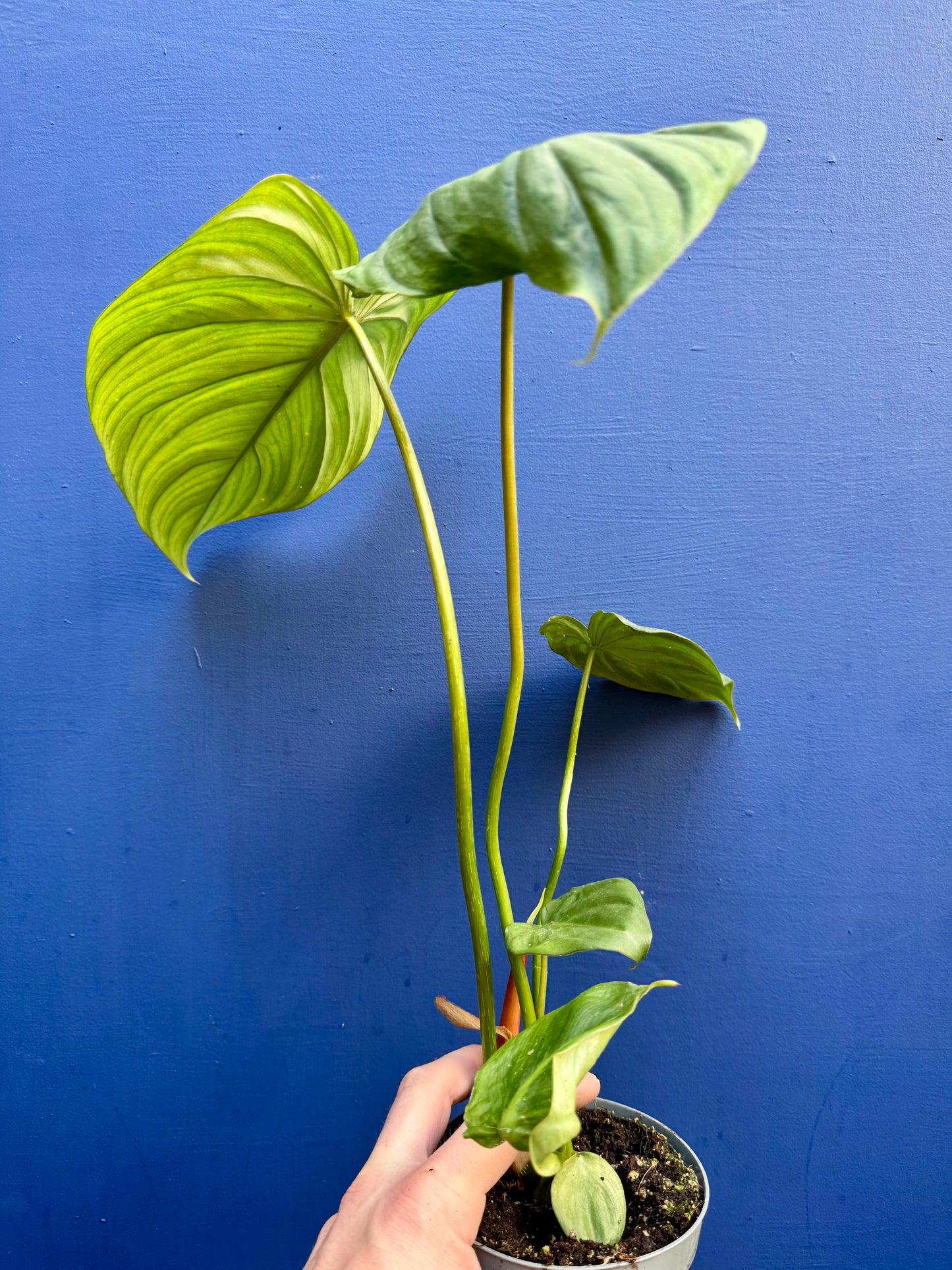 Philodendron 'Dean McDowell'