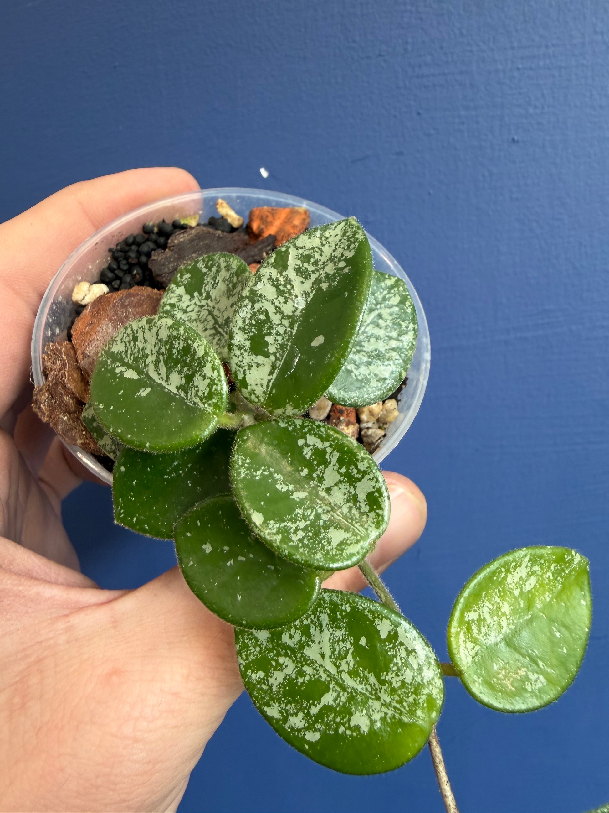 Wax Plant (Hoya mathilde splash)