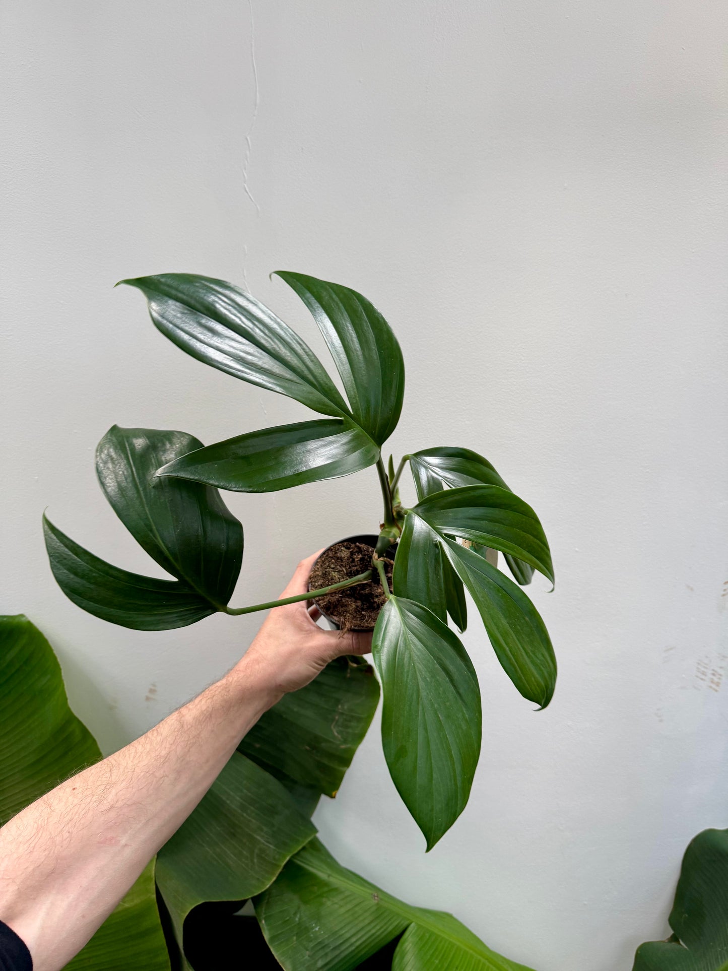 Rhaphidophora Decursiva - Dragon's Tail