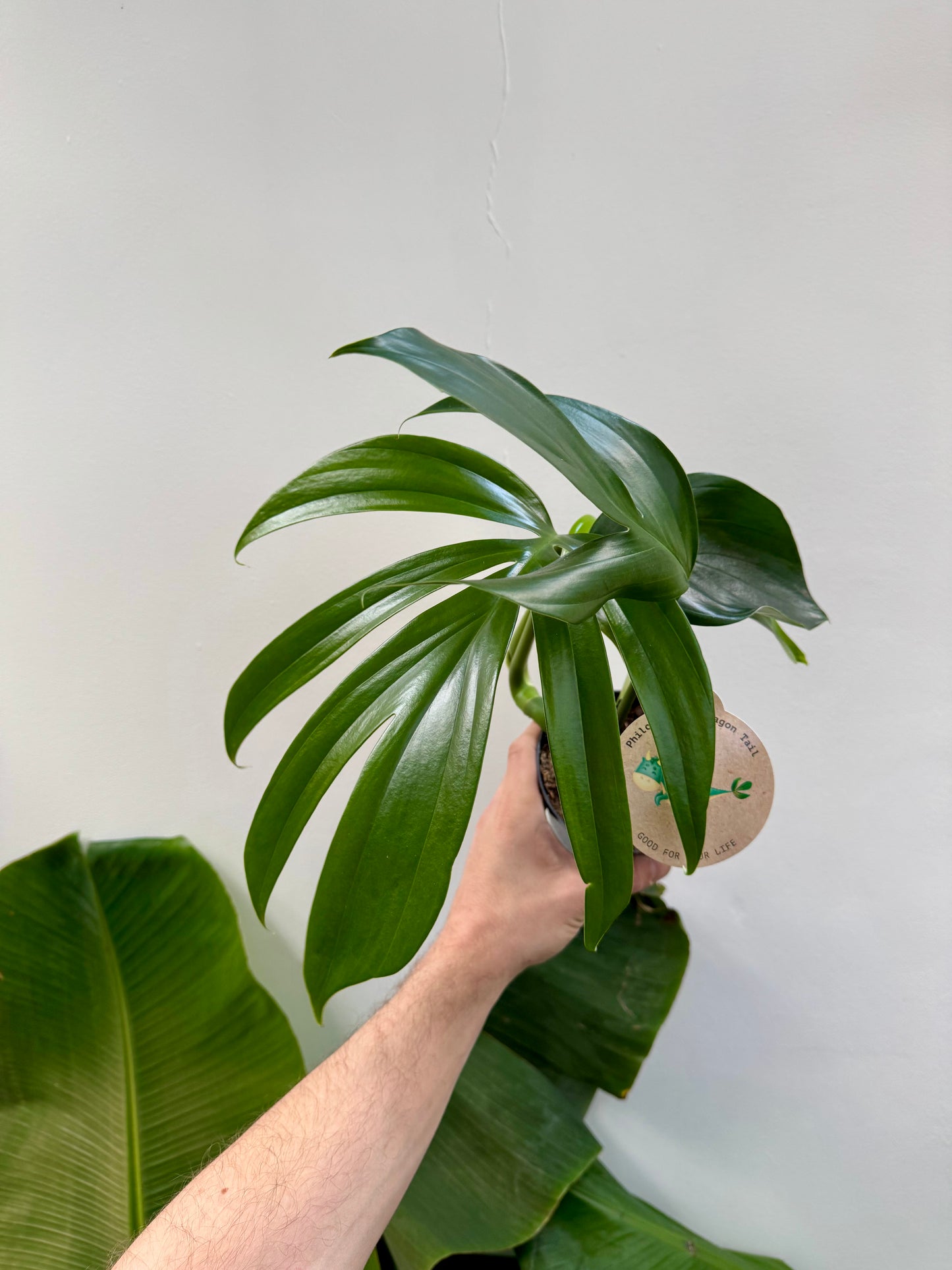 Rhaphidophora Decursiva - Dragon's Tail