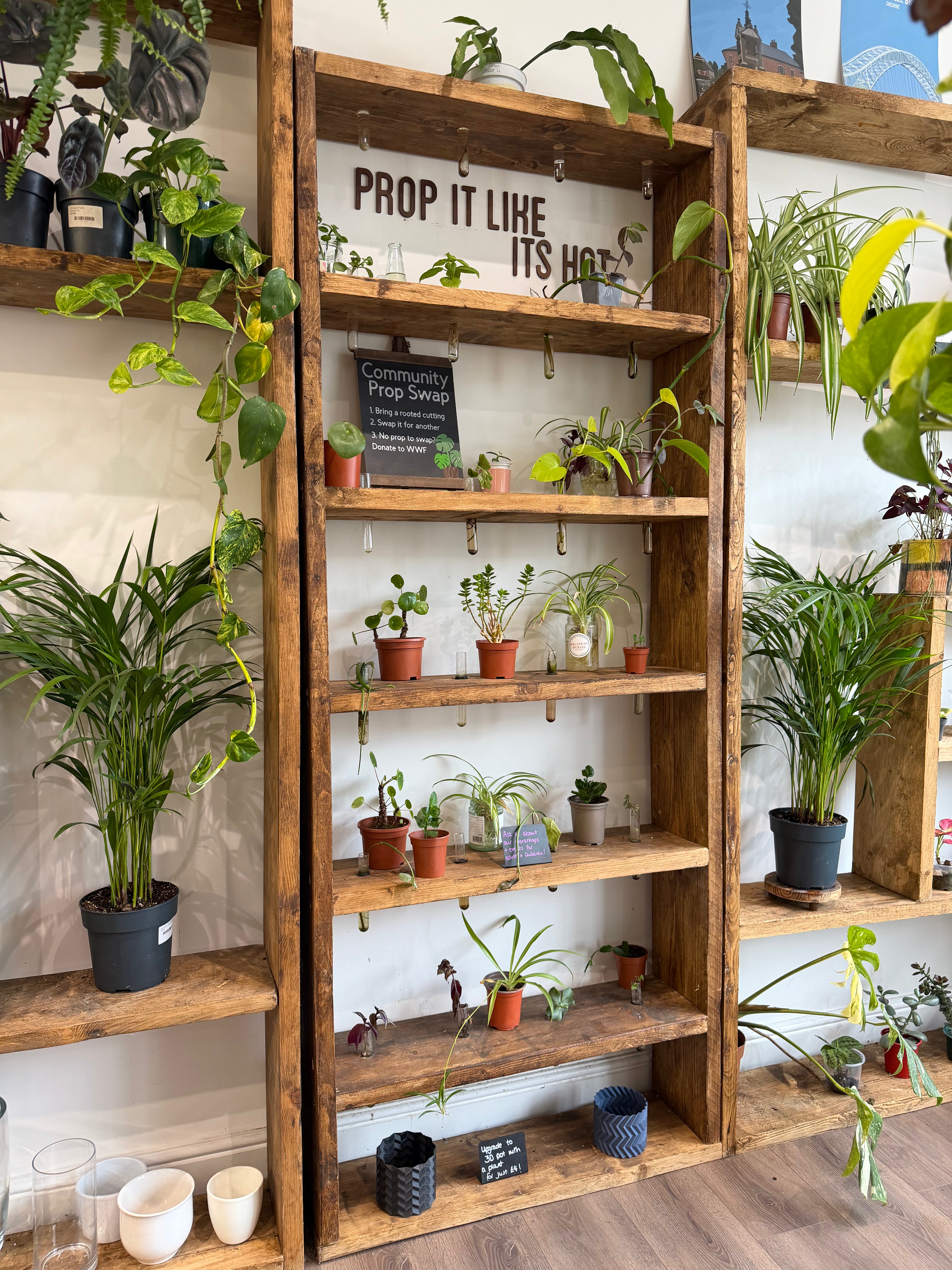 Plant displays inside Oh Shoot Plants