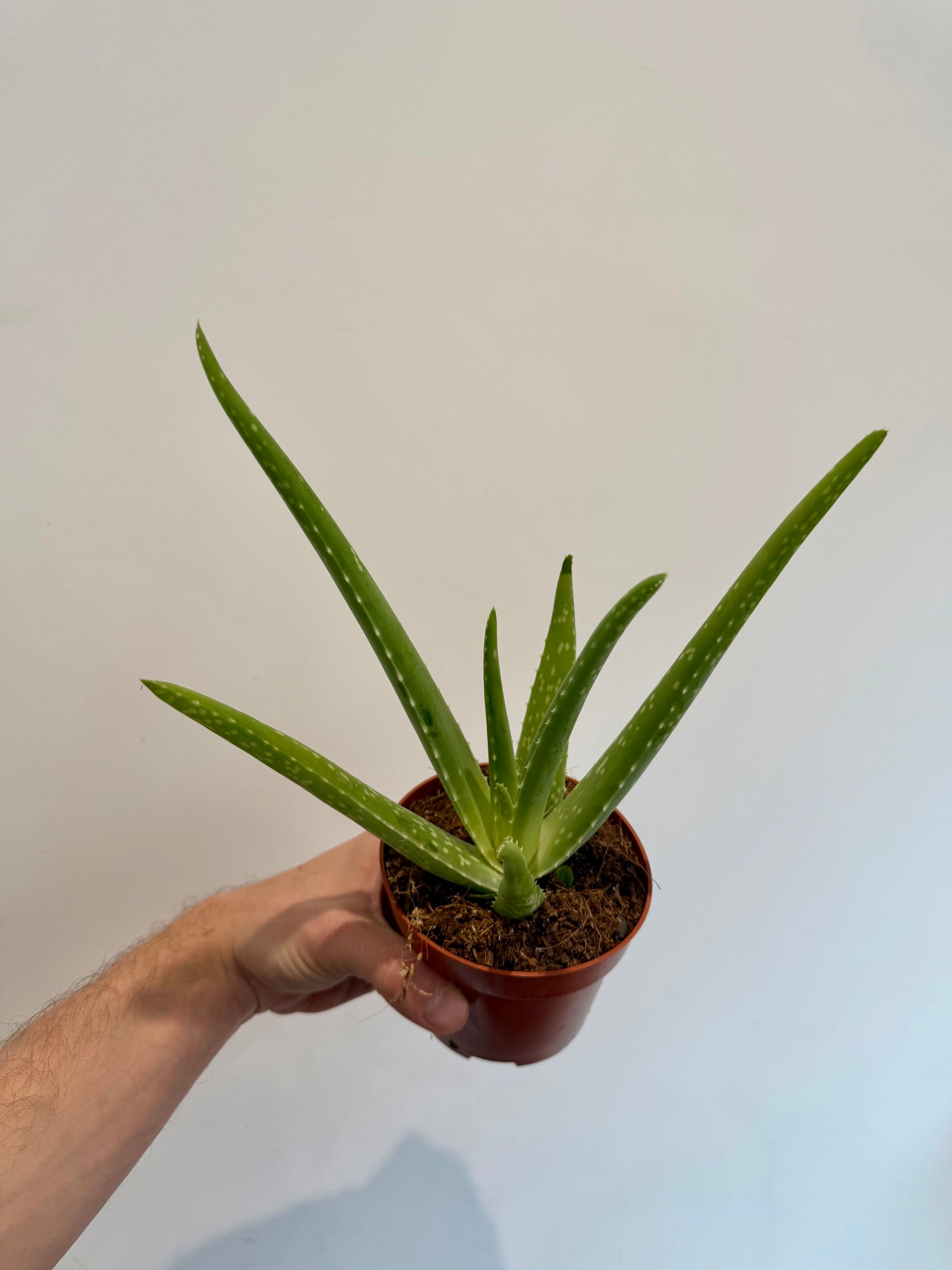 Aloe Vera (Aloe Barbadensis)