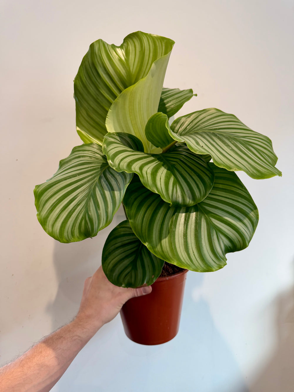 Calathea orbifolia (Goeppertia orbifolia)