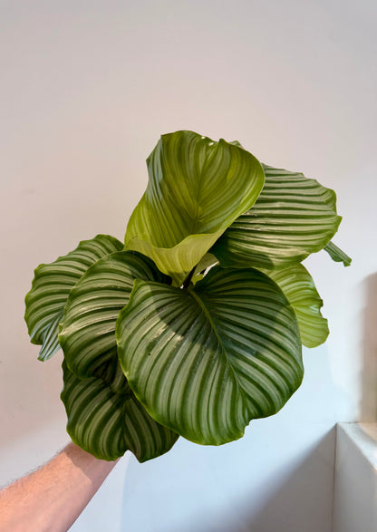 Calathea orbifolia (Goeppertia orbifolia)