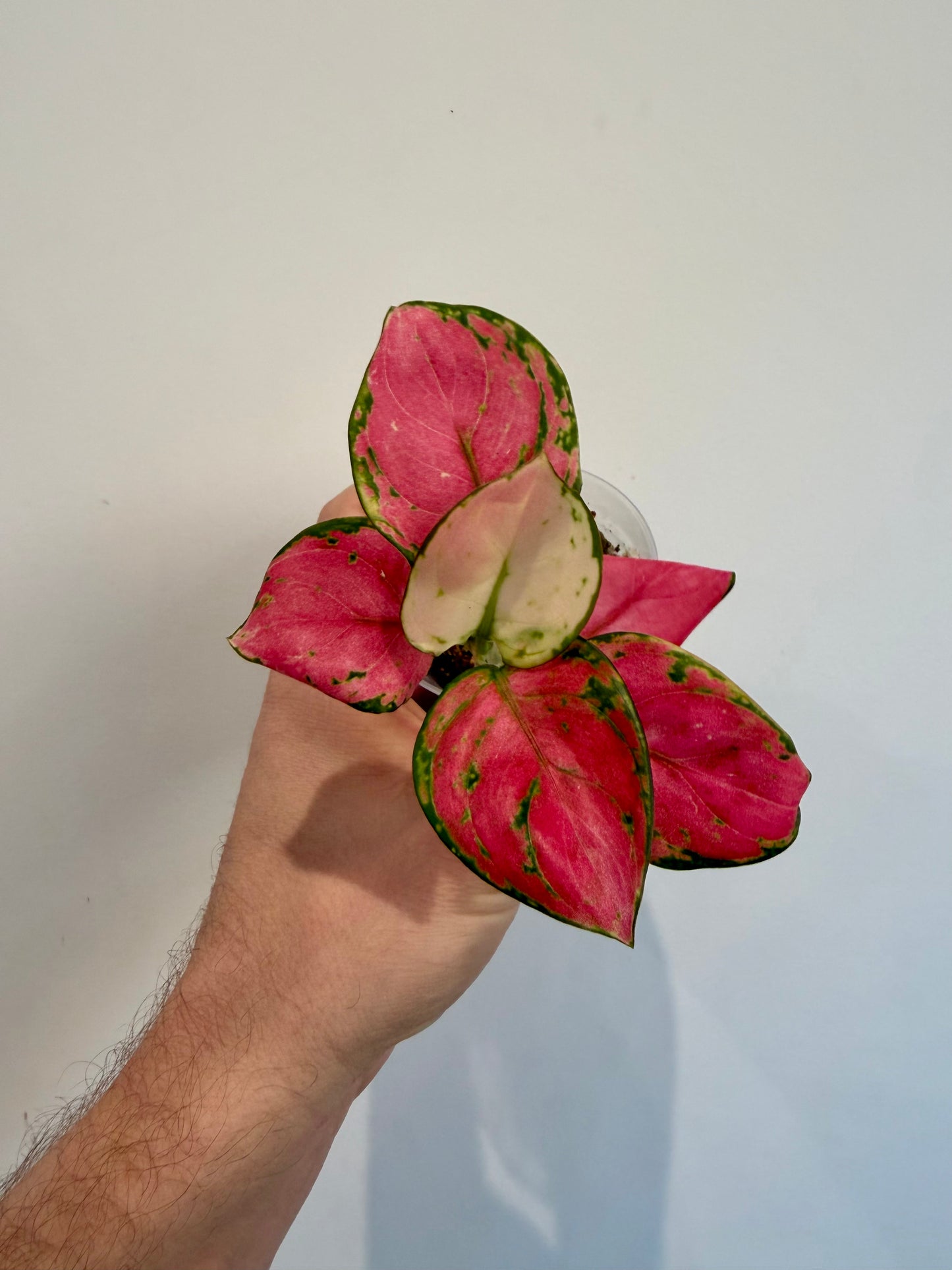 Chinese Evergreen  (Aglaonema Red Dragon)