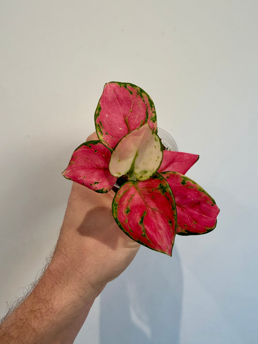 Chinese Evergreen  (Aglaonema Red Dragon)