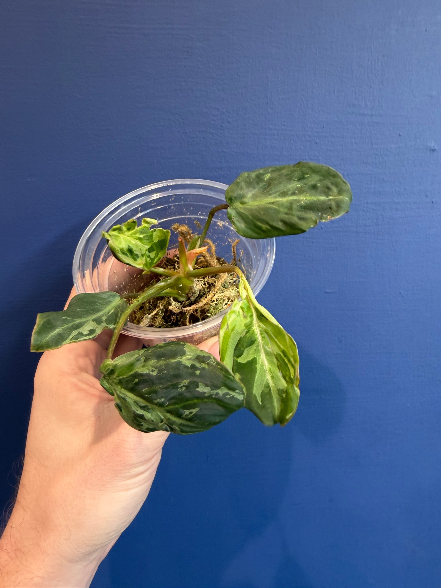 Philodendron Gloriosum Snow Leopard Variegata