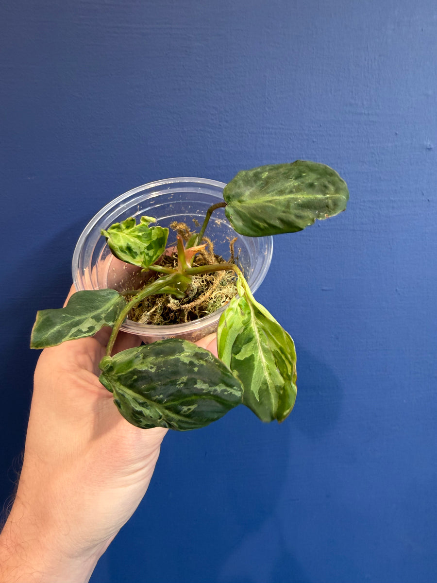 Philodendron Gloriosum Snow Leopard Variegata