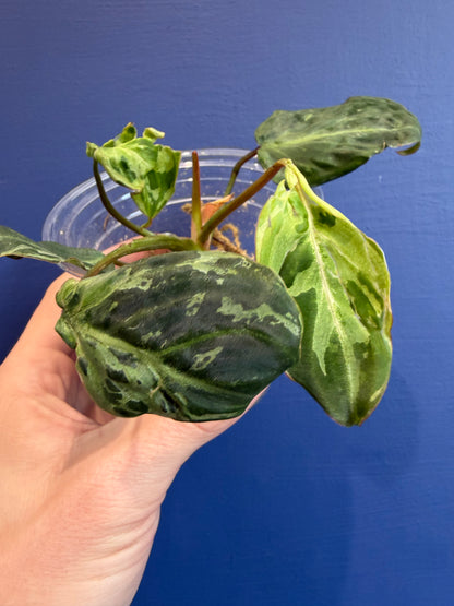 Philodendron Gloriosum Snow Leopard Variegata