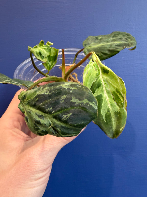 Philodendron Gloriosum Snow Leopard Variegata
