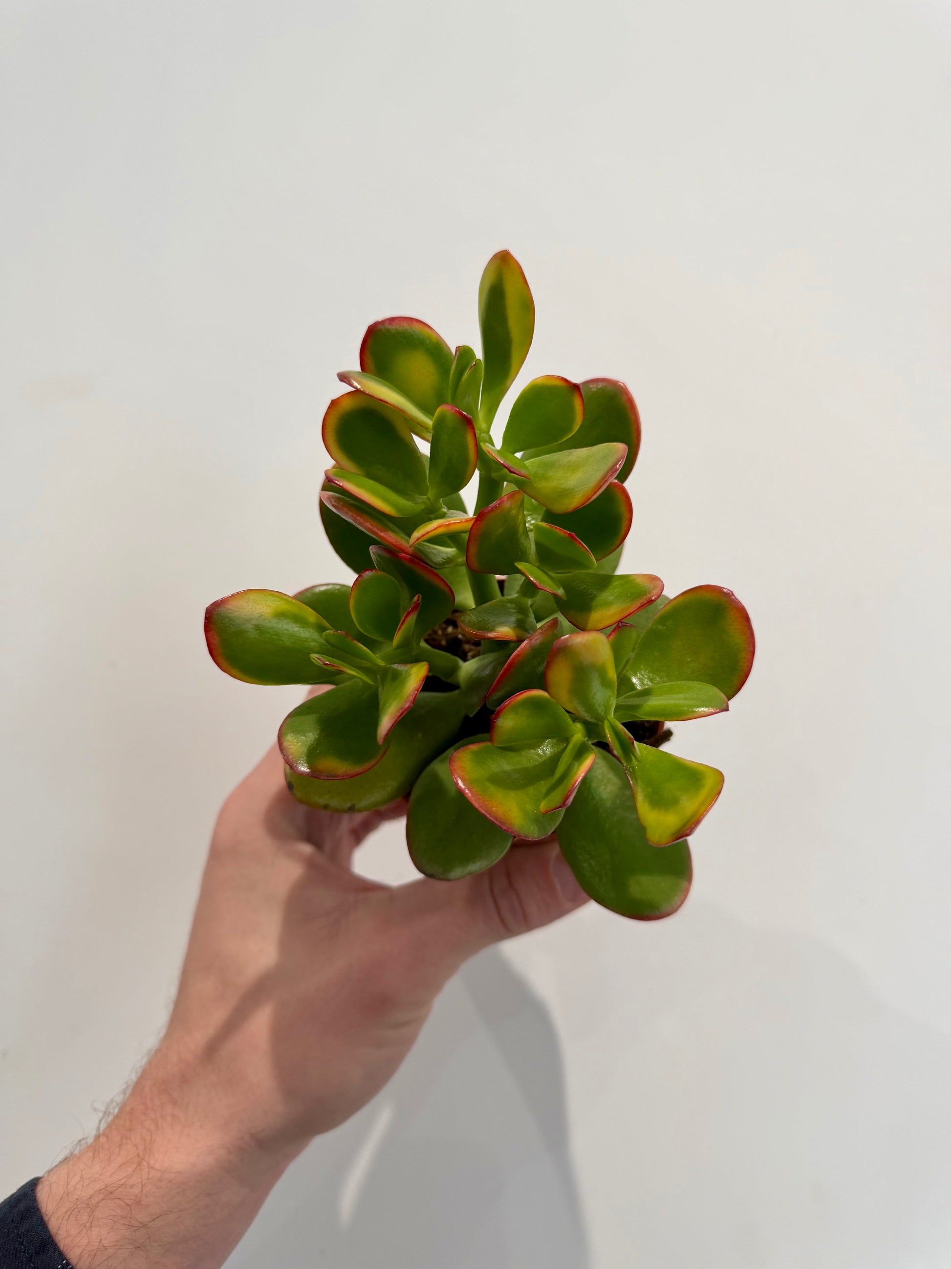 Jade Plant - Crassula Ovata Sunset