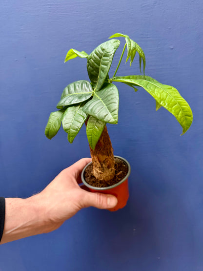 Pachira aquatica miniature leafy canopy
