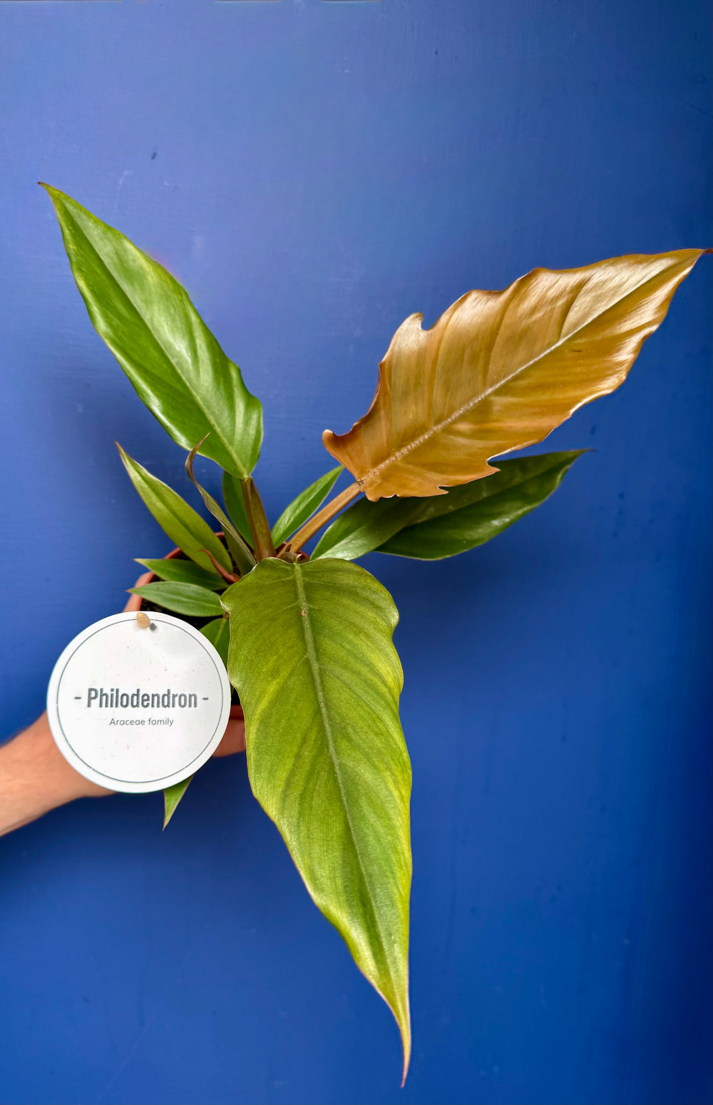 Philodendron Choco Empress full plant