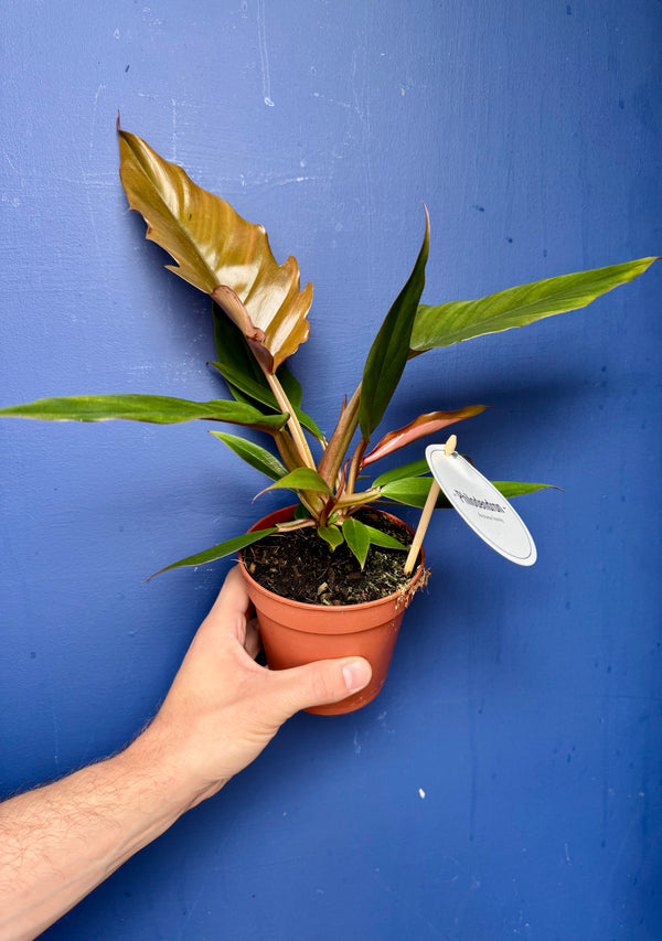 Philodendron bipinnatifidum Choco Empress chocolate foliage
