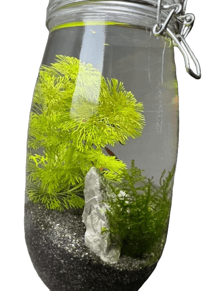 Shrimplicity Small Planted Nano Shrimp Tank - Oh Shoot! Plants