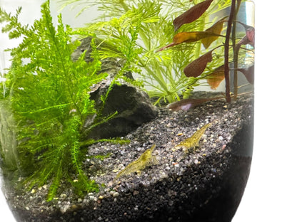 Shrimplicity Small Planted Nano Shrimp Tank - Oh Shoot! Plants