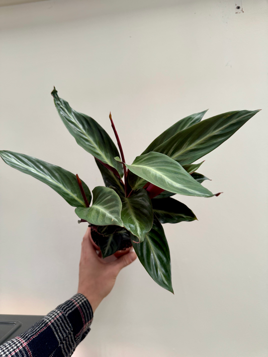 Stromanthe Sanguinea Stripestar