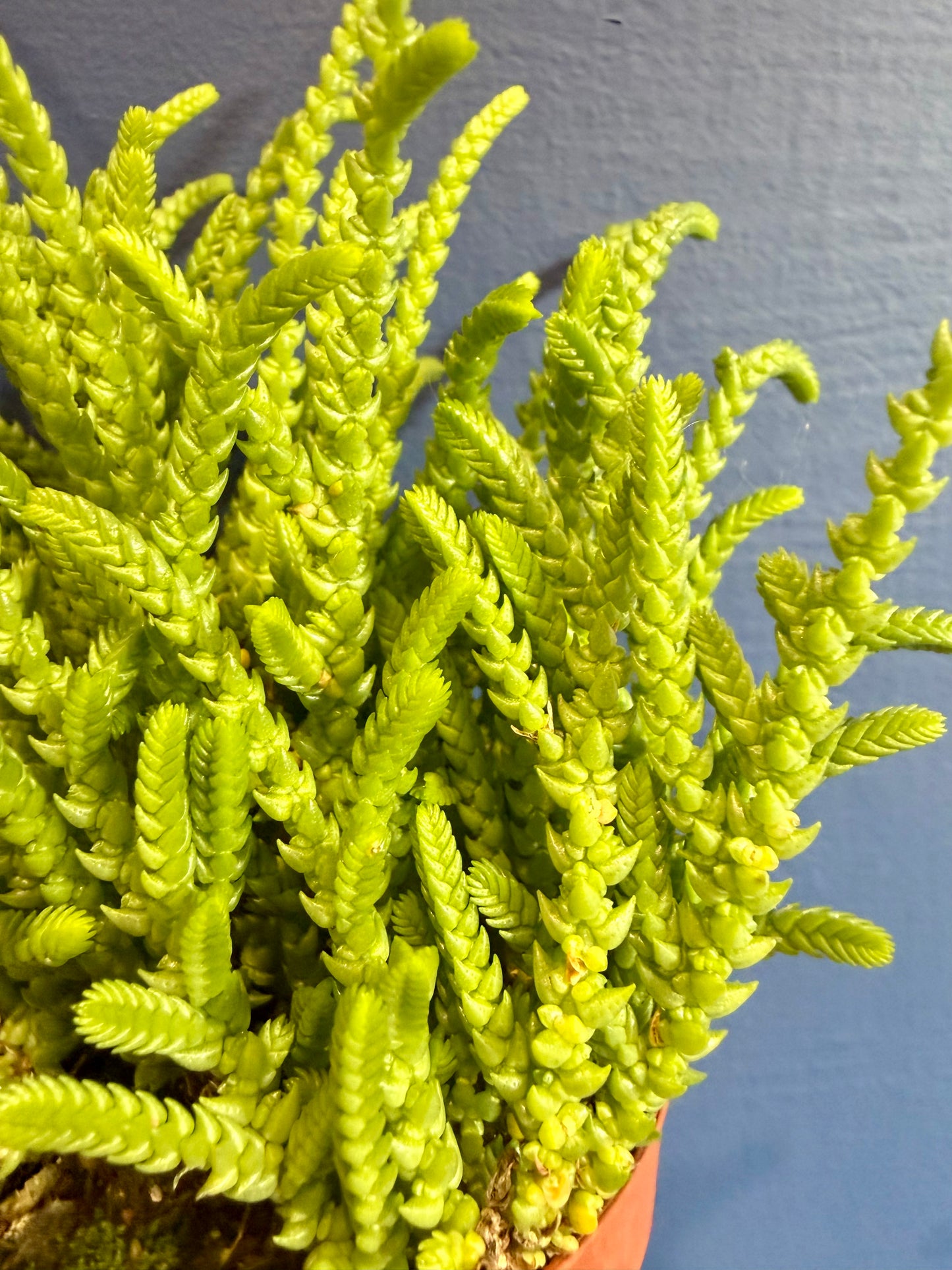 Watch Chain Succulent chain like foliage detail