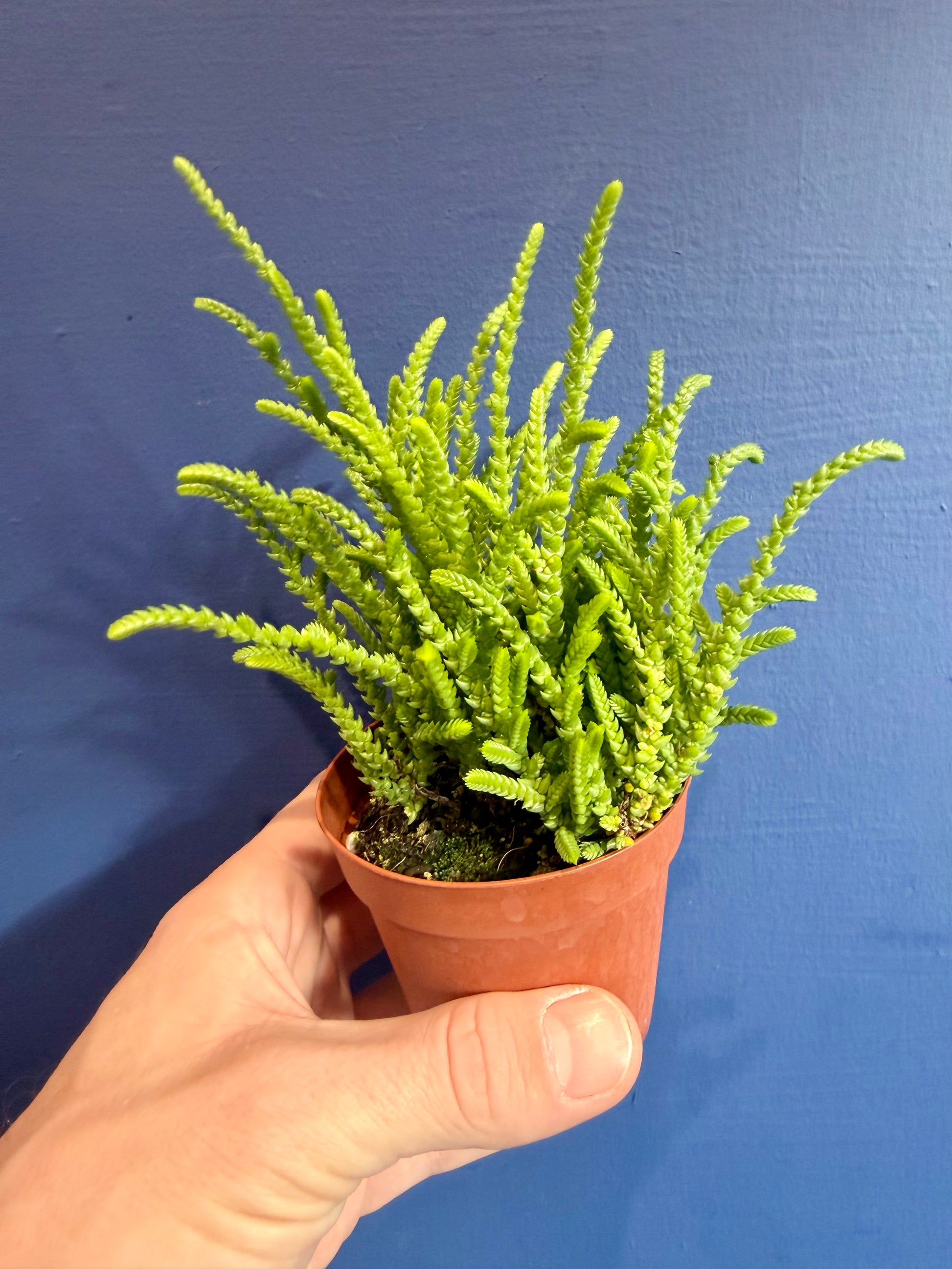 Watch Chain Succulent full plant