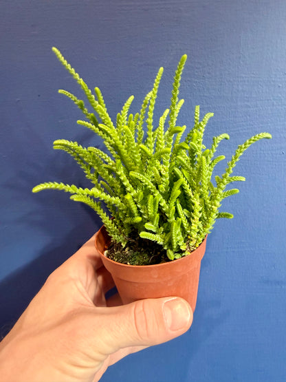 Watch Chain Succulent full plant