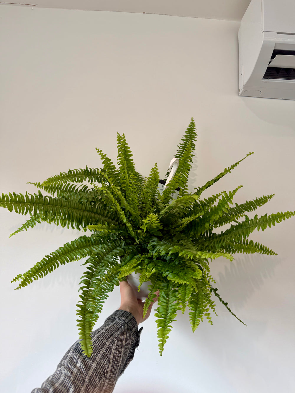 boston-fern-nephrolepis-exaltata-sonata