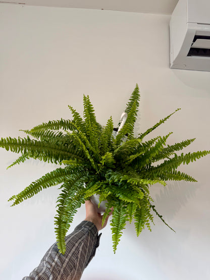 boston-fern-nephrolepis-exaltata-sonata