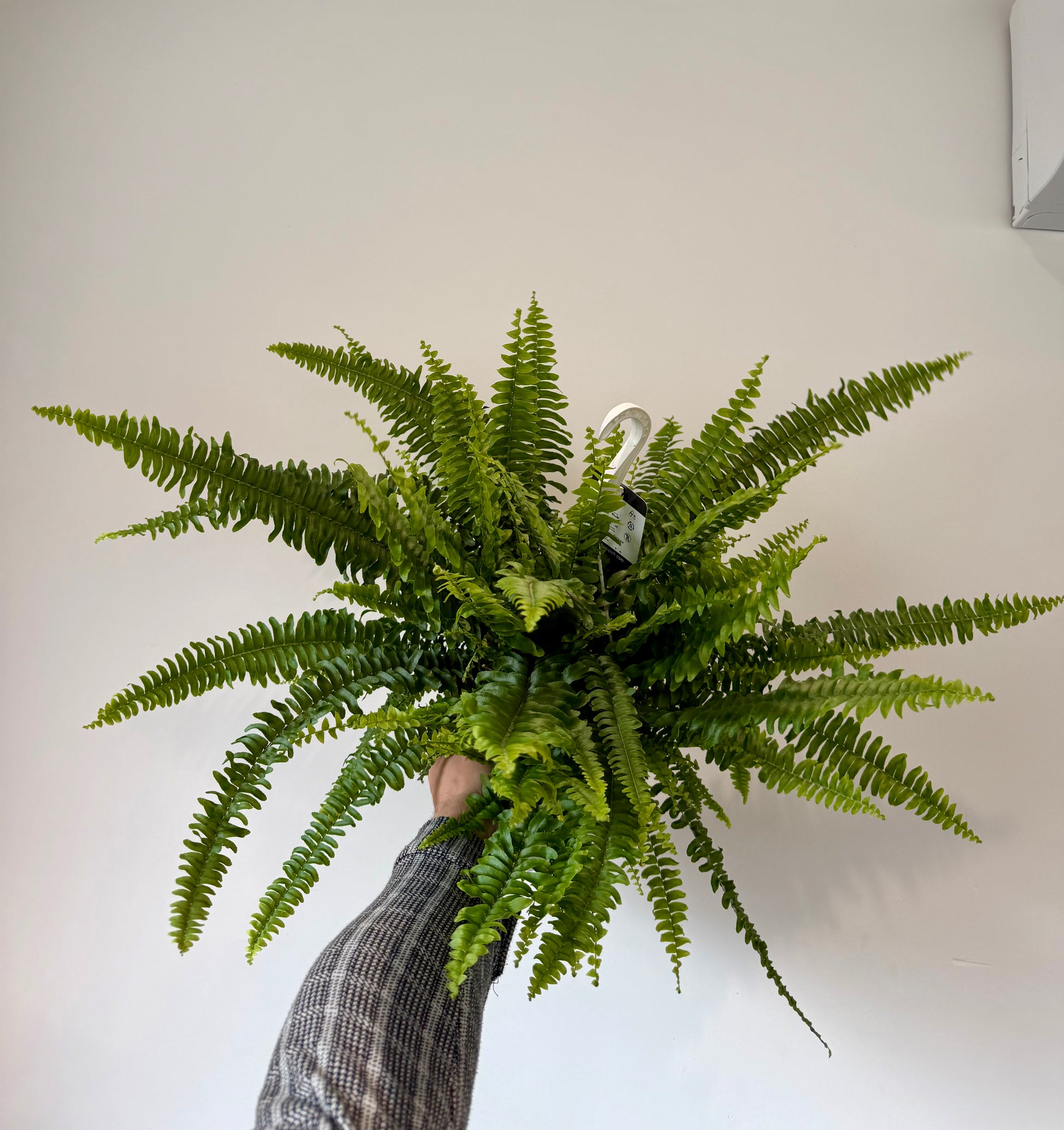 boston-fern-nephrolepis-exaltata-sonata