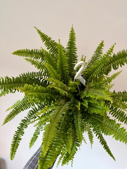 boston-fern-nephrolepis-exaltata-sonata