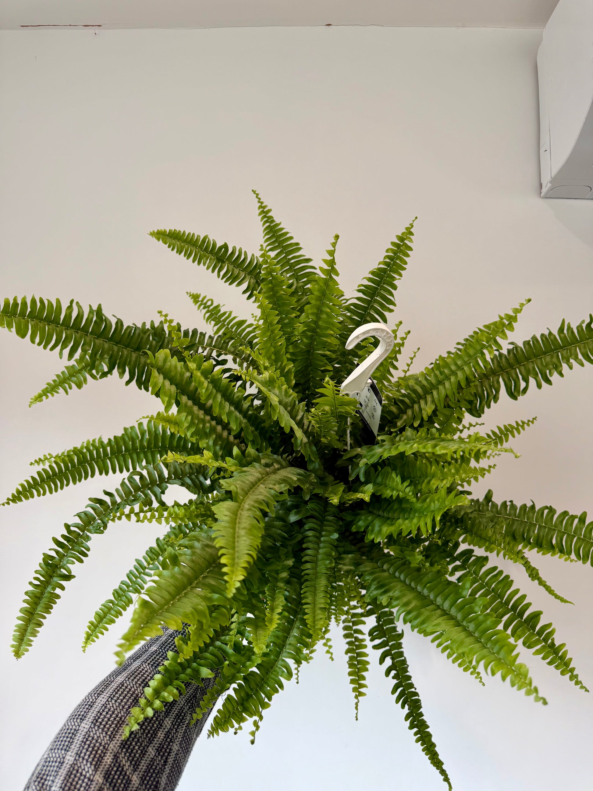 boston-fern-nephrolepis-exaltata-sonata