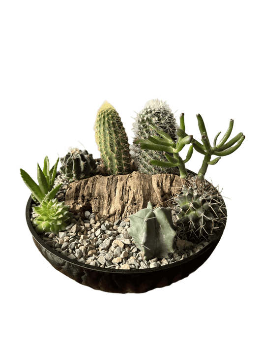 Black Glass Cactus Bowl - Cactus Garden - Oh Shoot! Plants