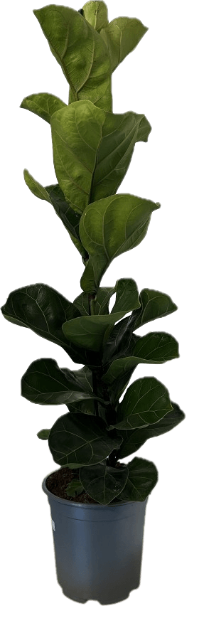 Dwarf Fiddle Leaf Fig - Ficus Lyrata - Oh Shoot! Plants
