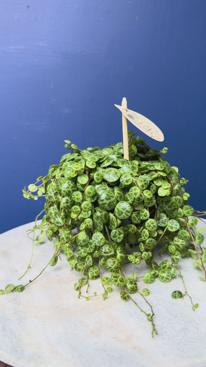 Peperomia Prostrata - String of Turtles