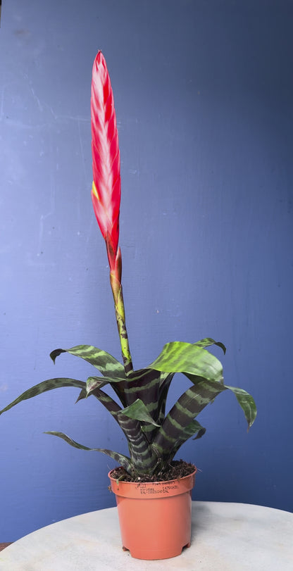 Vriesea Era - Bromeliad Flaming Sword
