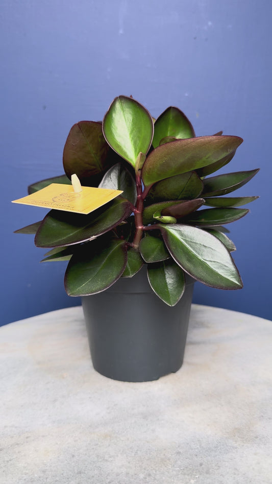 Peperomia Clusiifolia Red Margin