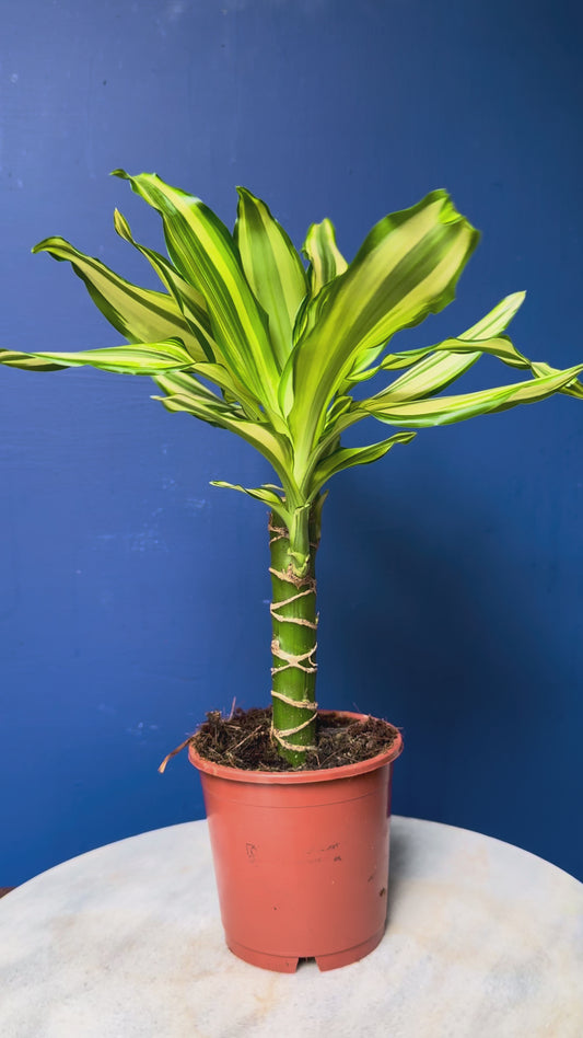 Dracaena Fragrans Yellow Coast - Corn Plant