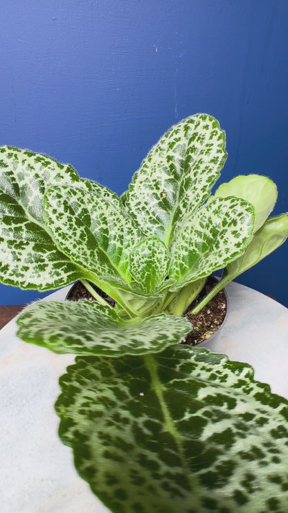 Streptocarpus Saxorum - Pretty Turtle
