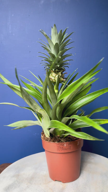 Ananas Mi Amigo - Ornamental Pineapple Plant