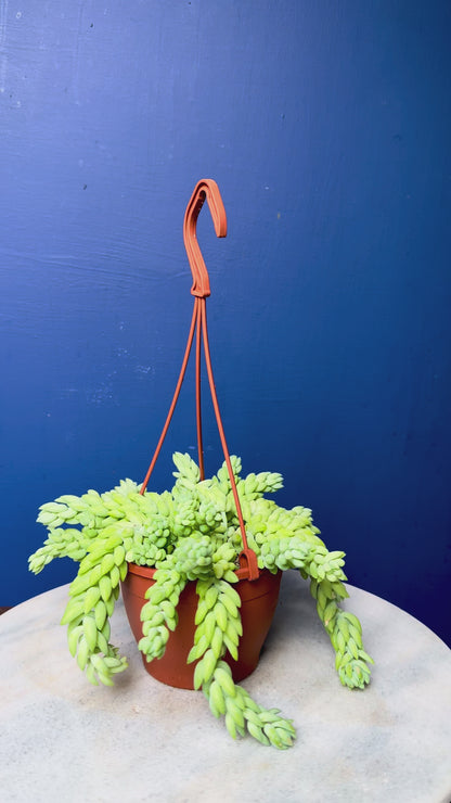 Sedum Morganianum - Burro's/Donkey's Tail