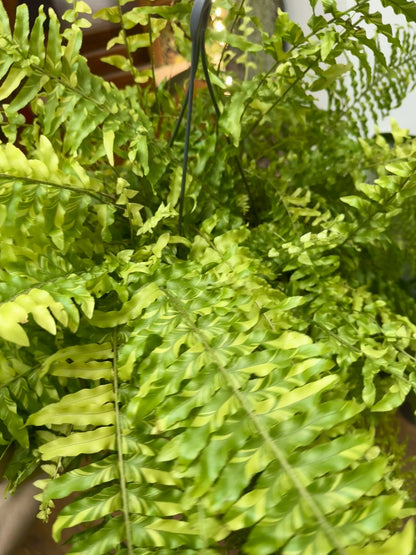 Nephrolepis Exaltata Variegata - Boston Tiger Fern Variegated