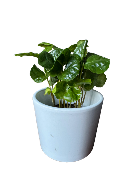 Coffea Arabica - Coffee Plant - Oh Shoot! Plants