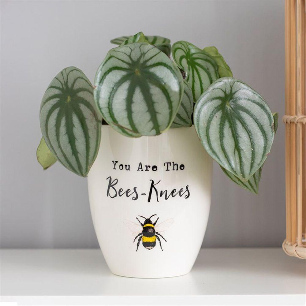 You Are The Bees Knees Ceramic Plant Pot - Oh Shoot! Plants